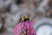 Bombus fervidus image