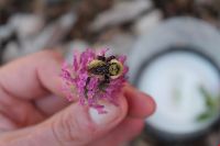 Bombus fervidus image