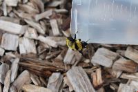 Bombus fervidus image