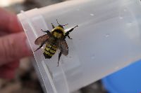 Bombus fervidus image