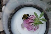Bombus fervidus image