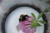 Bombus fervidus image