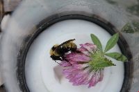 Bombus fervidus image