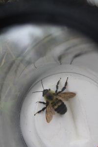 Bombus vagans image