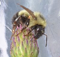 Bombus vagans image