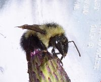 Bombus vagans image
