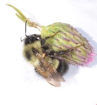 Bombus vagans image