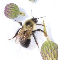 Bombus vagans image