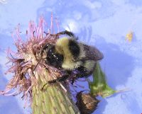 Image Associated With the Occurrence