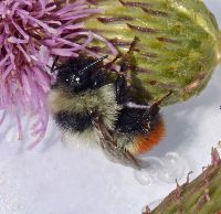 Image Associated With the Occurrence