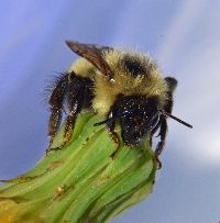 Bombus vagans image