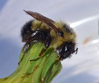 Bombus vagans image