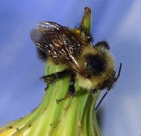 Bombus vagans image