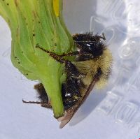 Bombus vagans image