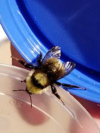 Bombus fervidus image