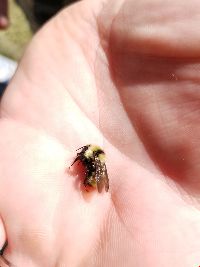 Bombus fervidus image