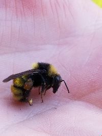 Bombus borealis image