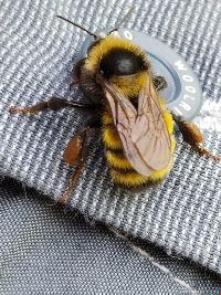 Bombus borealis image