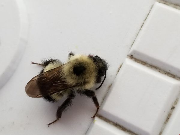 Bombus vagans image