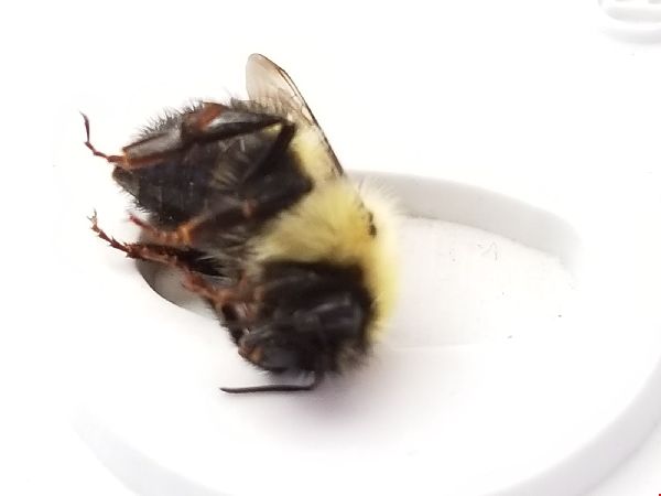 Bombus vagans image