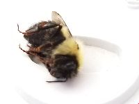 Bombus vagans image