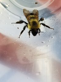 Bombus vagans image