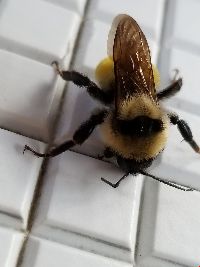 Bombus borealis image