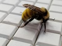 Bombus borealis image