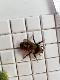 Bombus borealis image