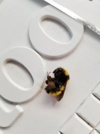 Bombus borealis image