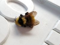 Bombus borealis image