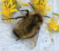 Bombus fervidus image