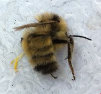 Bombus fervidus image