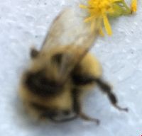 Bombus fervidus image