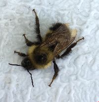 Bombus vagans image