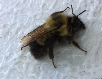 Bombus vagans image