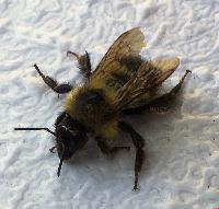 Bombus vagans image