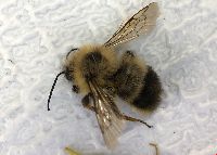 Bombus vagans image