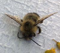 Bombus vagans image
