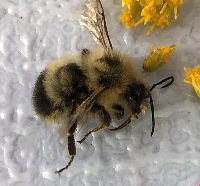 Bombus vagans image