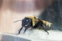 Bombus fervidus image