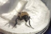 Bombus fervidus image