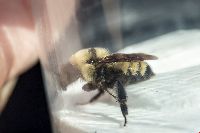 Bombus fervidus image