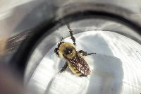 Bombus fervidus image