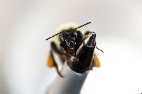 Bombus vagans image