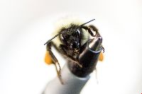 Bombus vagans image