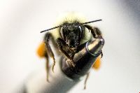 Bombus vagans image