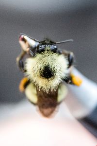 Bombus vagans image