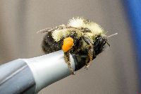 Bombus vagans image