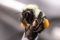 Bombus vagans image